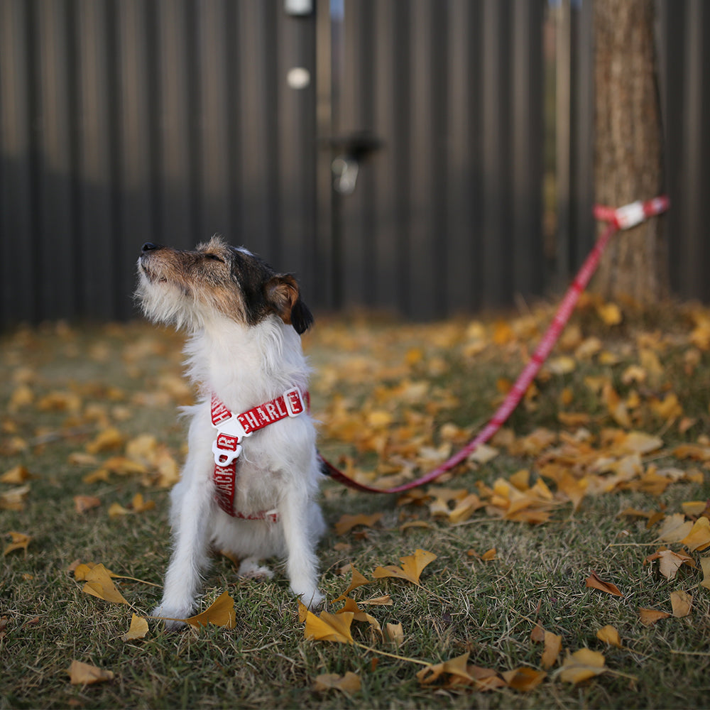 Charlie's Backyard Trip Leash