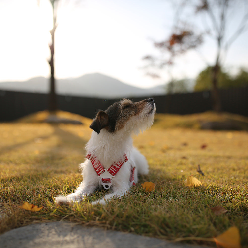 Charlie's Backyard Trip Harness (Red)