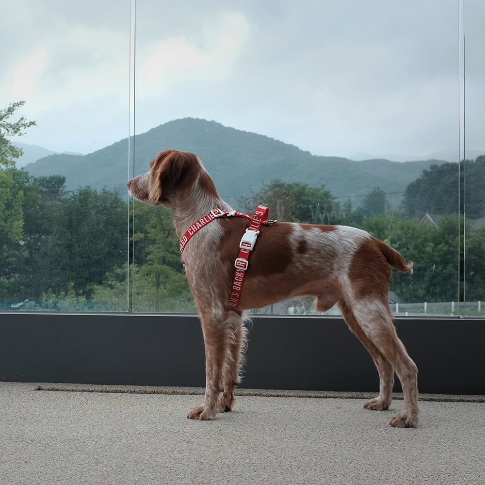 Charlie's Backyard Trip Harness (Red)