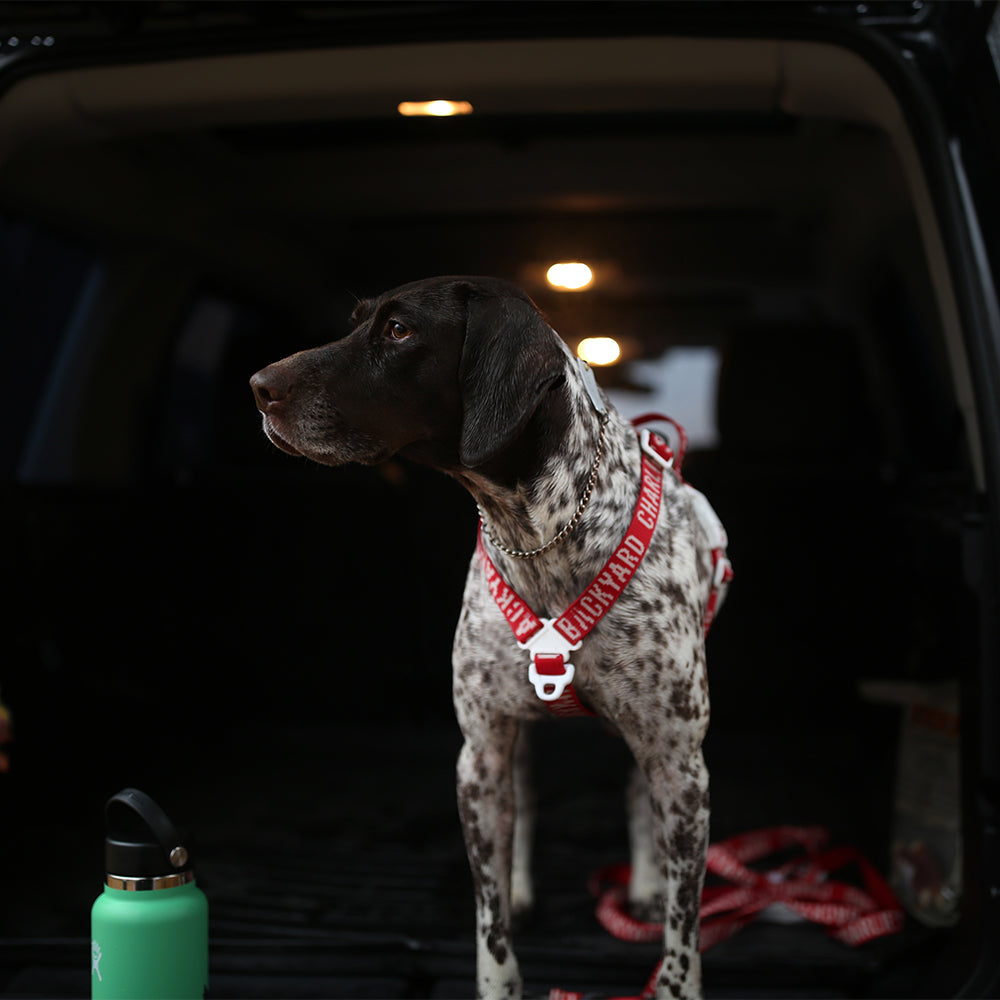 Charlie's Backyard Trip Harness (Red)