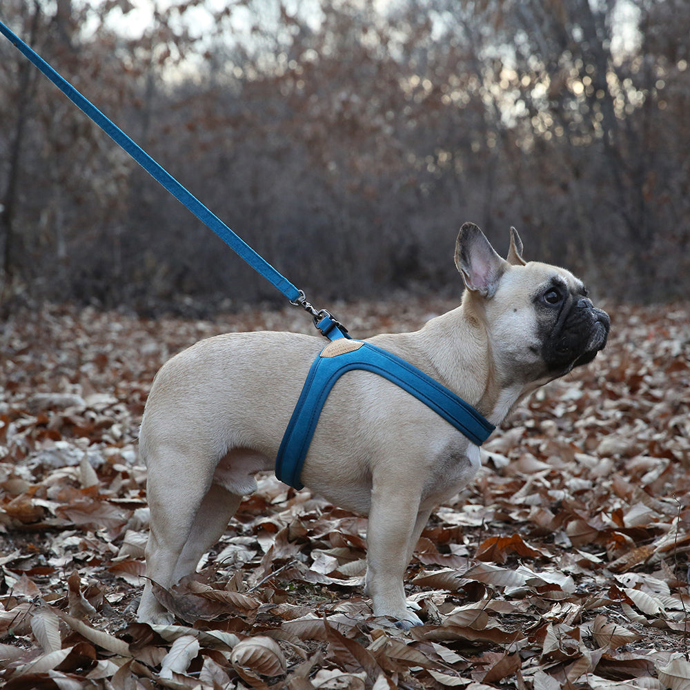 Charlie's Backyard Buckle Up Easy Harness for Dogs (Blue)