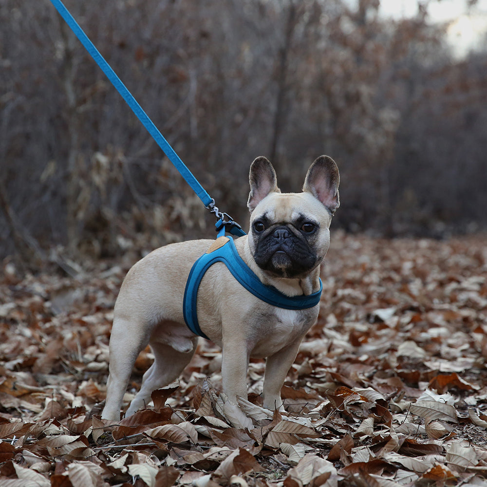 Charlie's Backyard Buckle Up Easy Harness for Dogs (Blue)