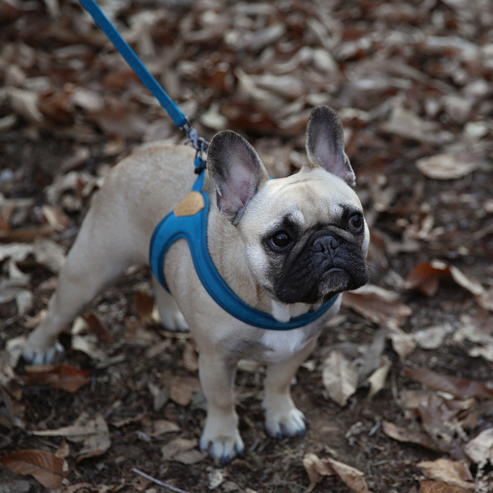 Charlie's Backyard Buckle Up Easy Harness for Dogs (Blue)