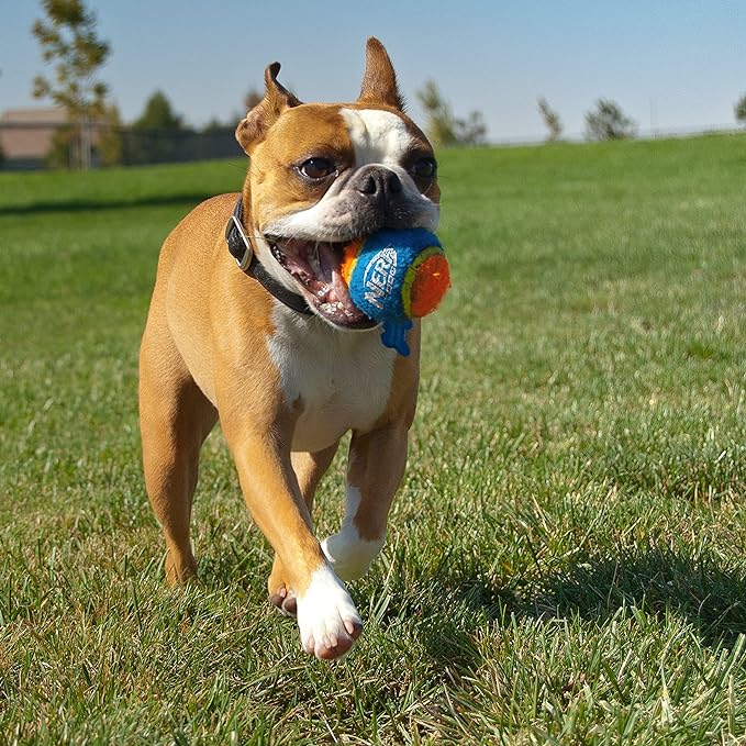 Nerf Dog Tennis Ball Blaster Dog Toy, 16 Inch Blaster with 3 Balls, Green