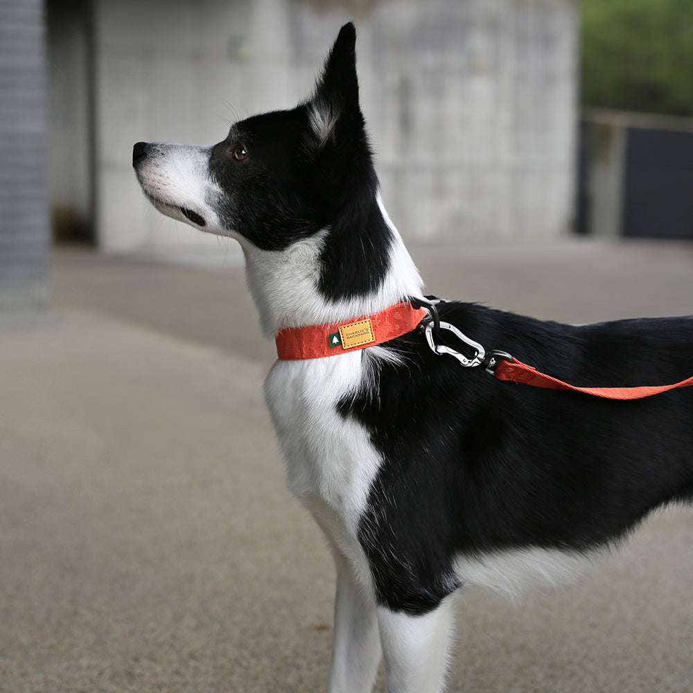 Charlie's Backyard TOWN BASIC COLLAR / ORANGE