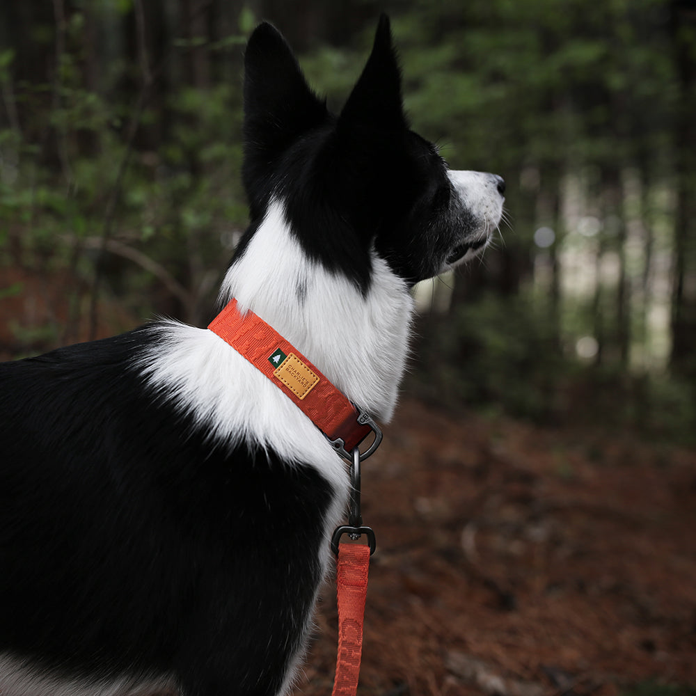 Charlie's Backyard TOWN BASIC COLLAR / ORANGE