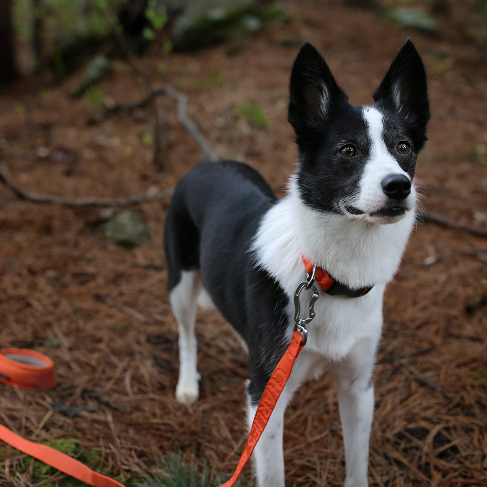 Charlie's Backyard TOWN BASIC COLLAR / ORANGE