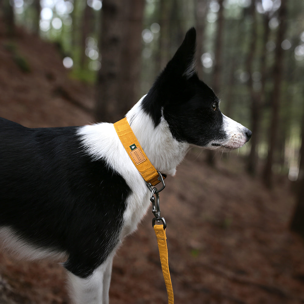 Charlie's Backyard TOWN BASIC COLLAR / YELLOW