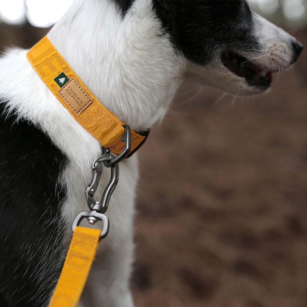 Charlie's Backyard TOWN BASIC COLLAR / YELLOW