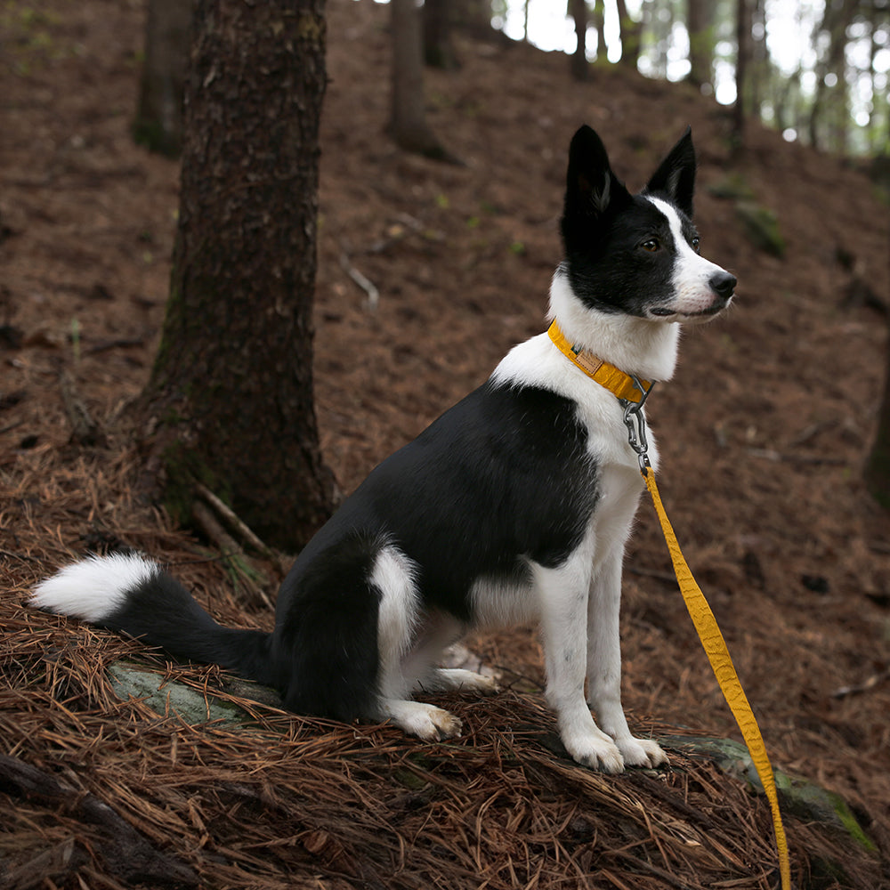 Charlie's Backyard TOWN BASIC COLLAR / YELLOW