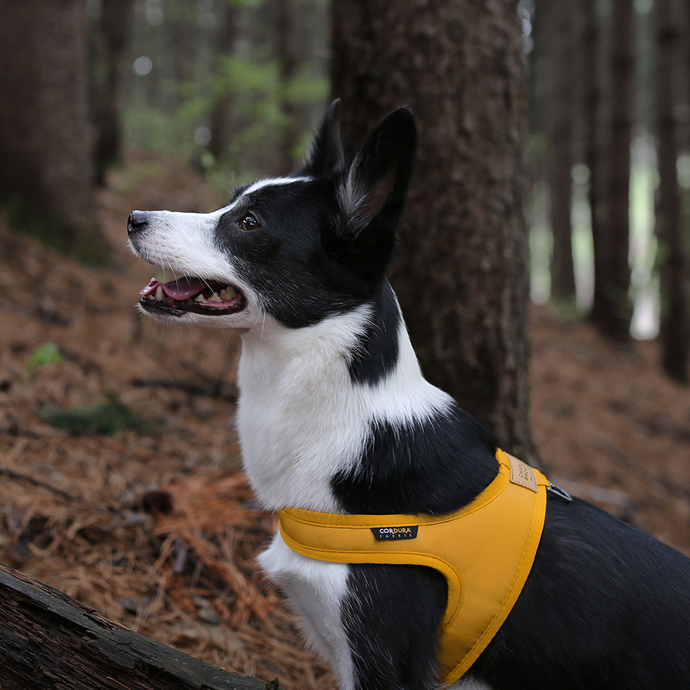 Charlie's Backyard TOWN CORDURA® HARNESS / YELLOW