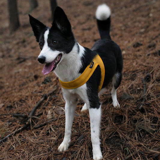 Charlie's Backyard TOWN CORDURA® HARNESS / YELLOW