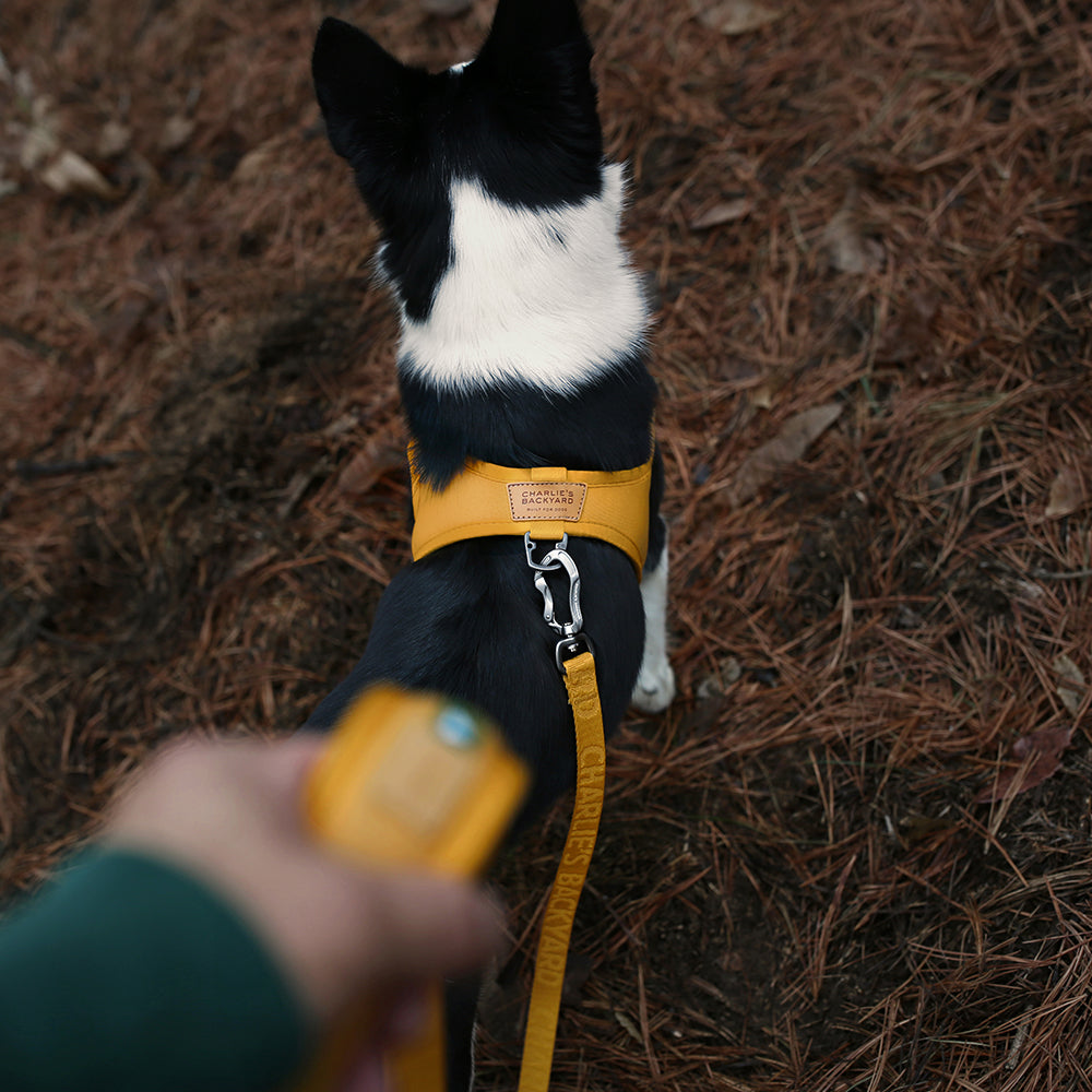 Charlie's Backyard TOWN CORDURA® HARNESS / YELLOW