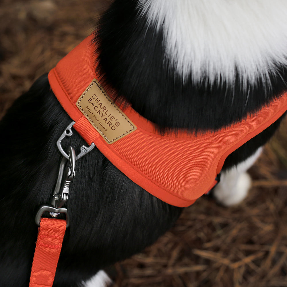 Charlie's Backyard TOWN CORDURA® LEASH / ORANGE