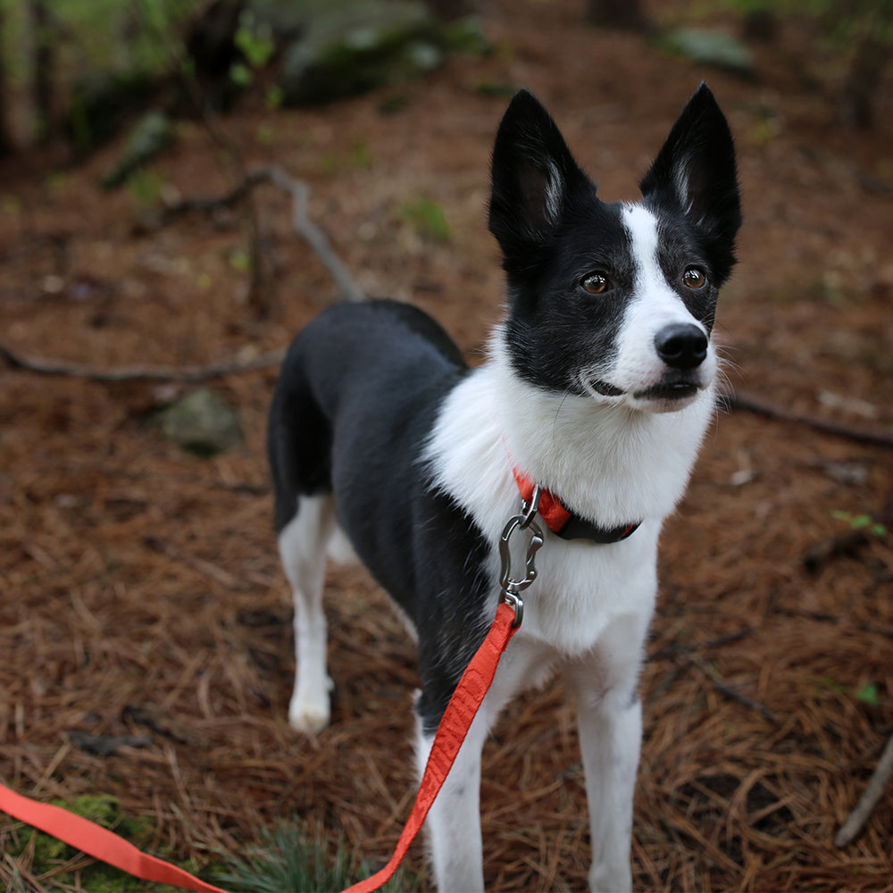 Charlie's Backyard TOWN CORDURA® LEASH / ORANGE