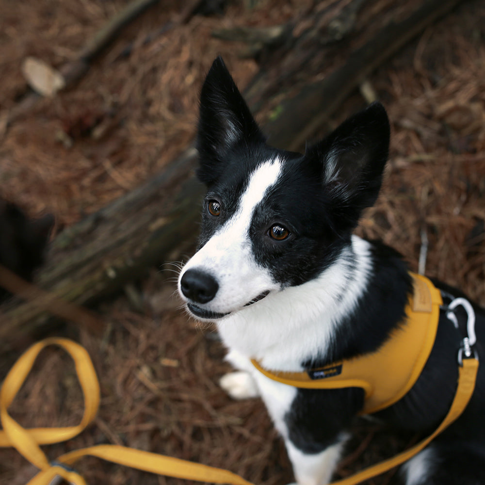 Charlie's Backyard TOWN CORDURA® LEASH / YELLOW