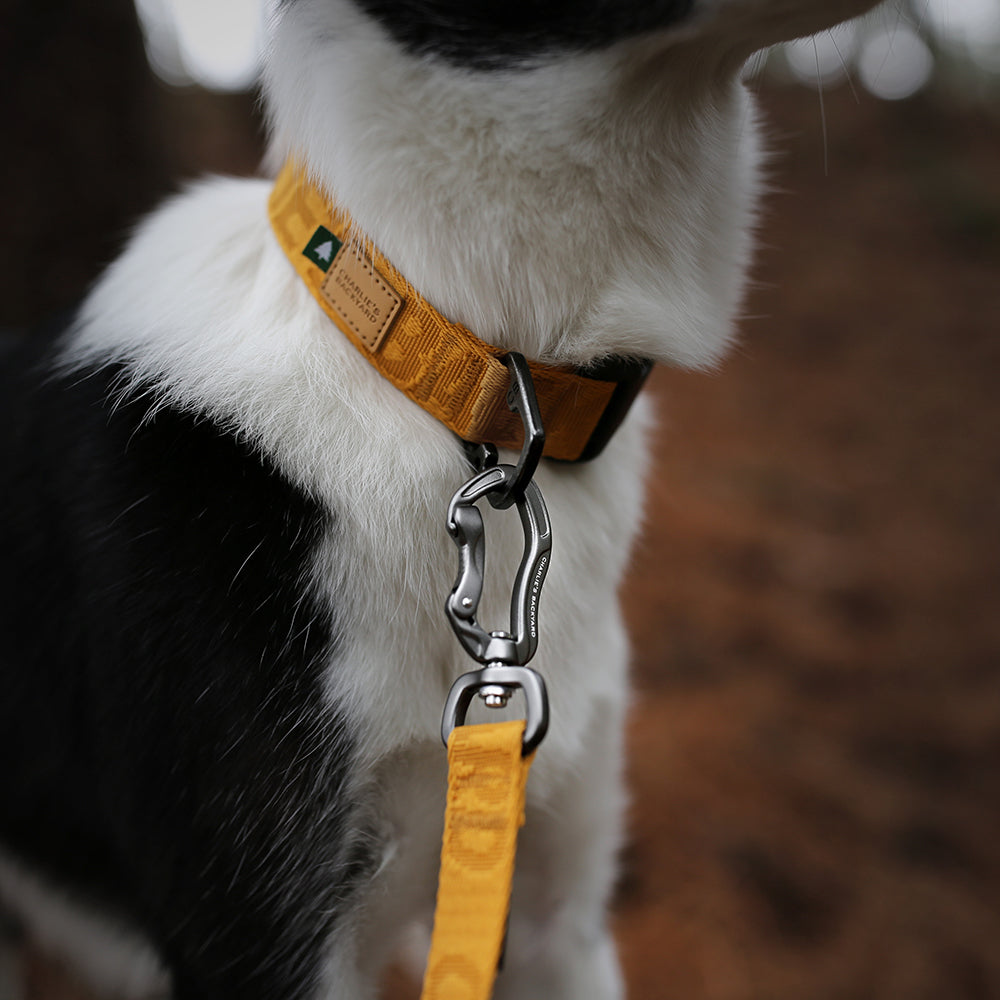 Charlie's Backyard TOWN CORDURA® LONG LEASH / YELLOW