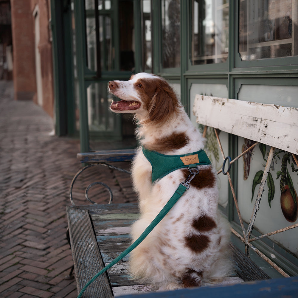 Charlie's Backyard TOWN HARNESS / GREEN