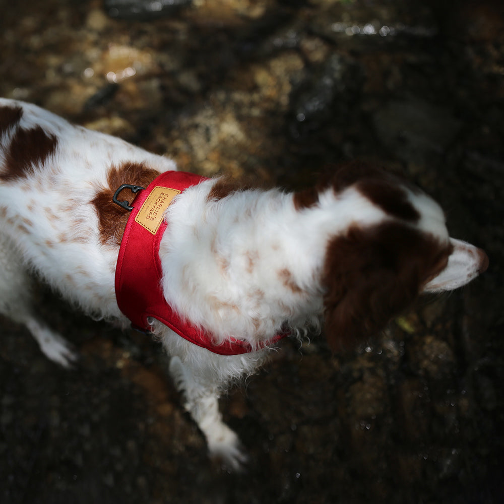 Charlie's Backyard TOWN HARNESS / RED