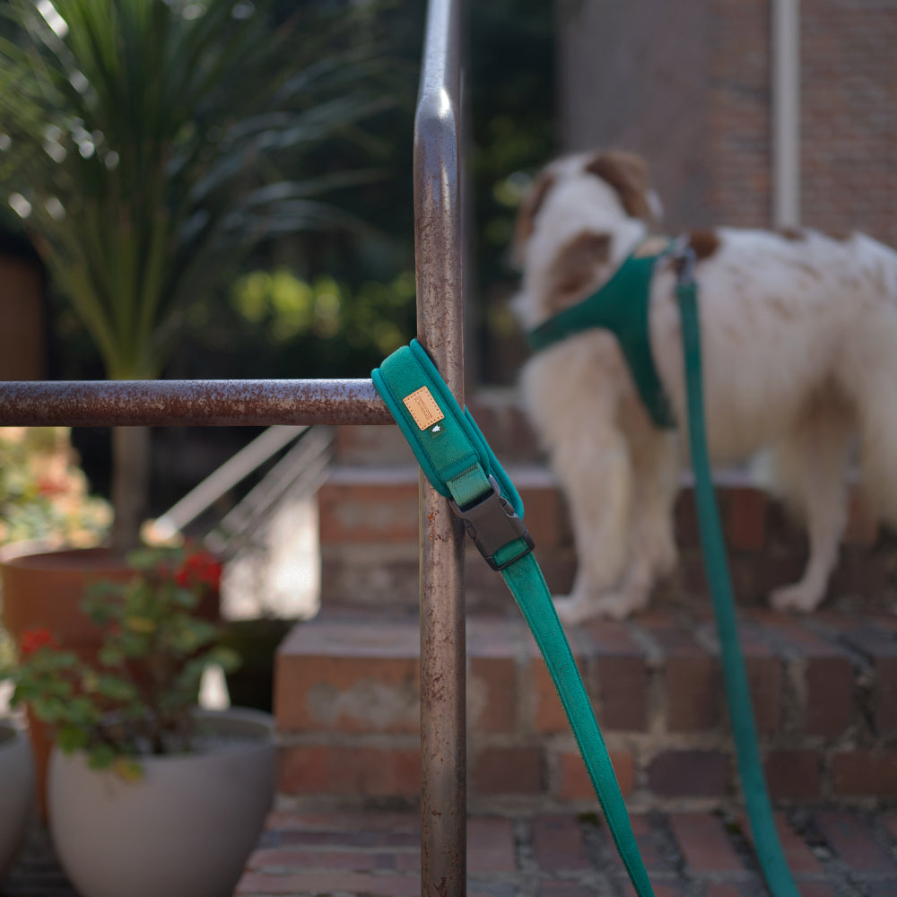 Charlie's Backyard TOWN LEASH / GREEN