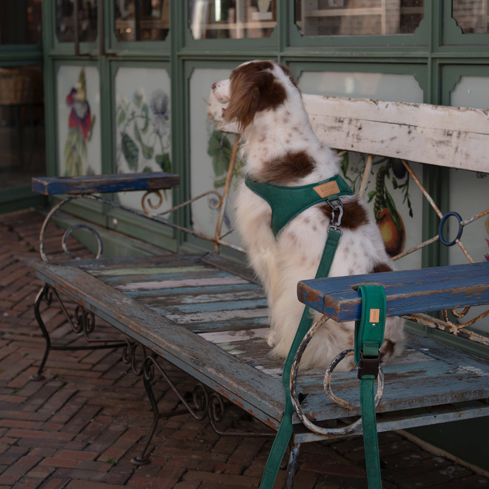 Charlie's Backyard TOWN LEASH / YELLOW