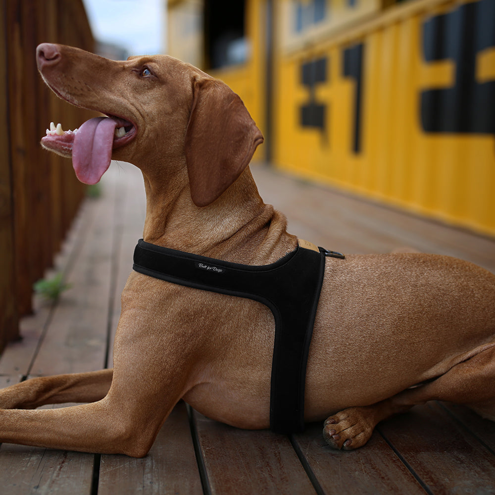 Charlie's Backyard TOWN HARNESS / BLACK