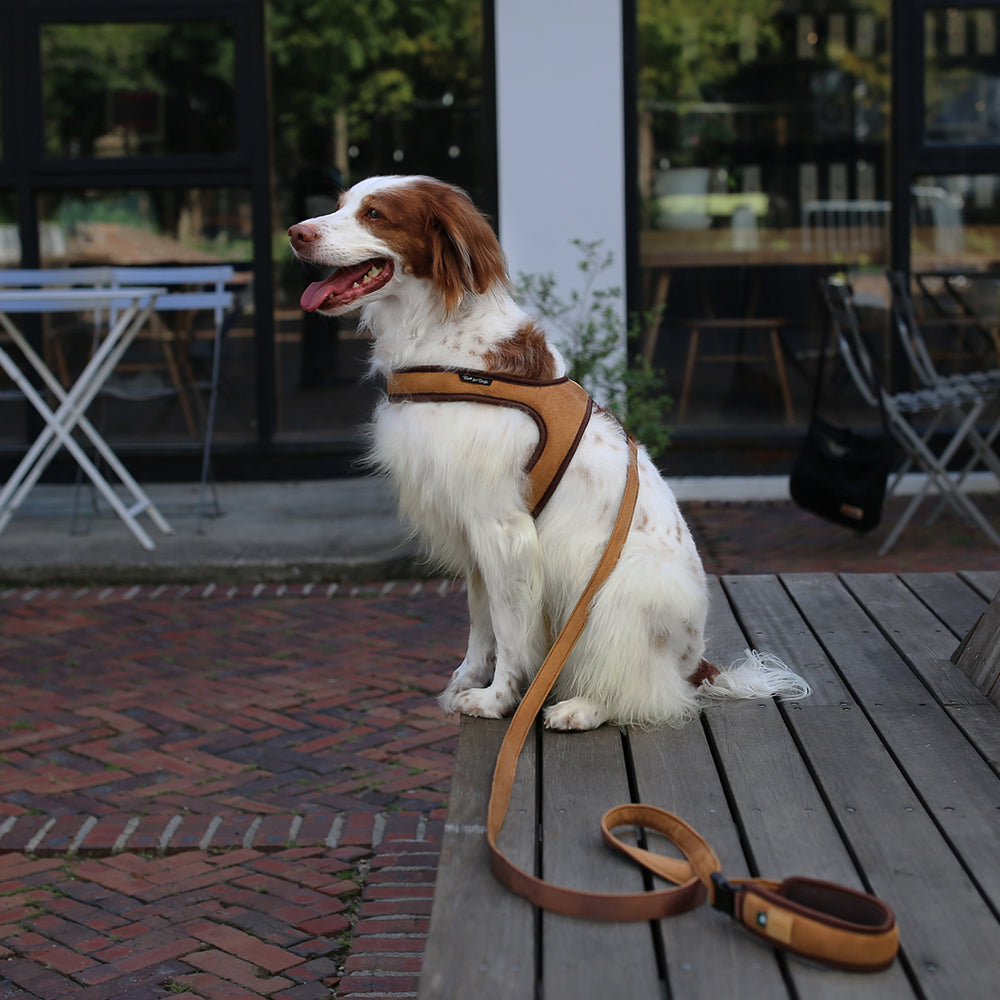 Charlie's Backyard TOWN HARNESS / BROWN