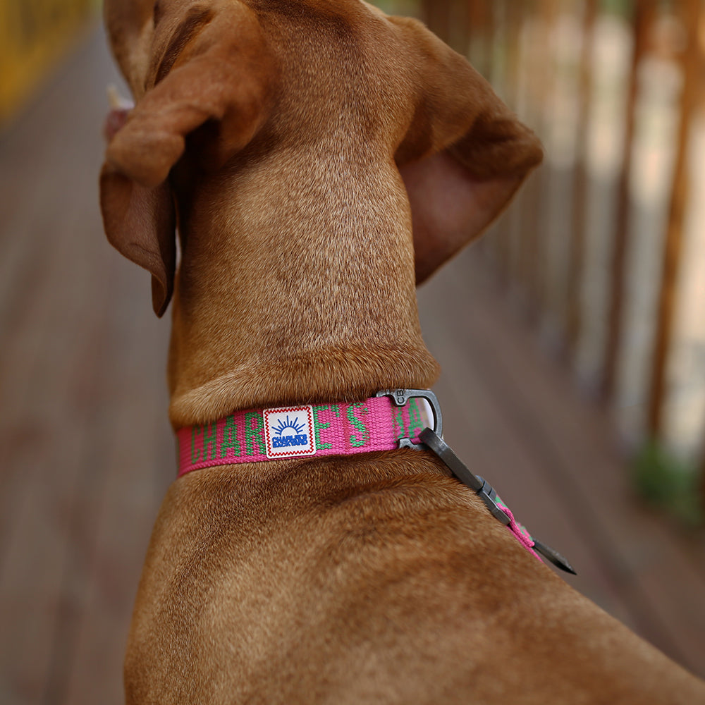 Charlie's Backyard Trip Collar (Pink)