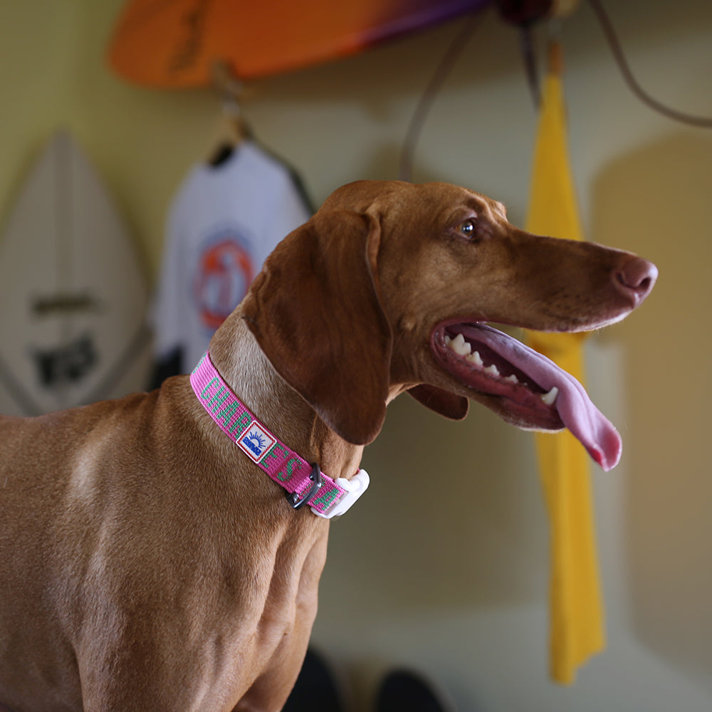 Charlie's Backyard Trip Collar (Pink)