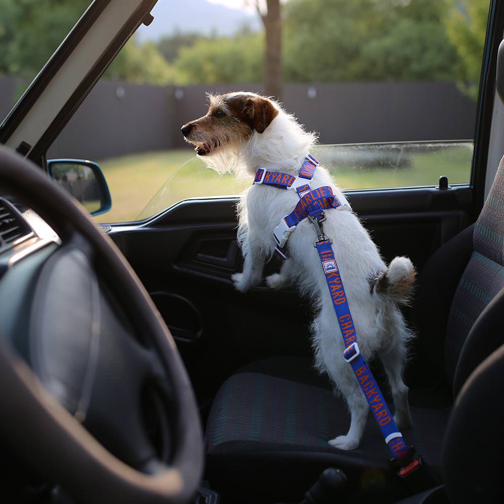 Charlie's Backyard TRIP SEAT BELT / BLUE