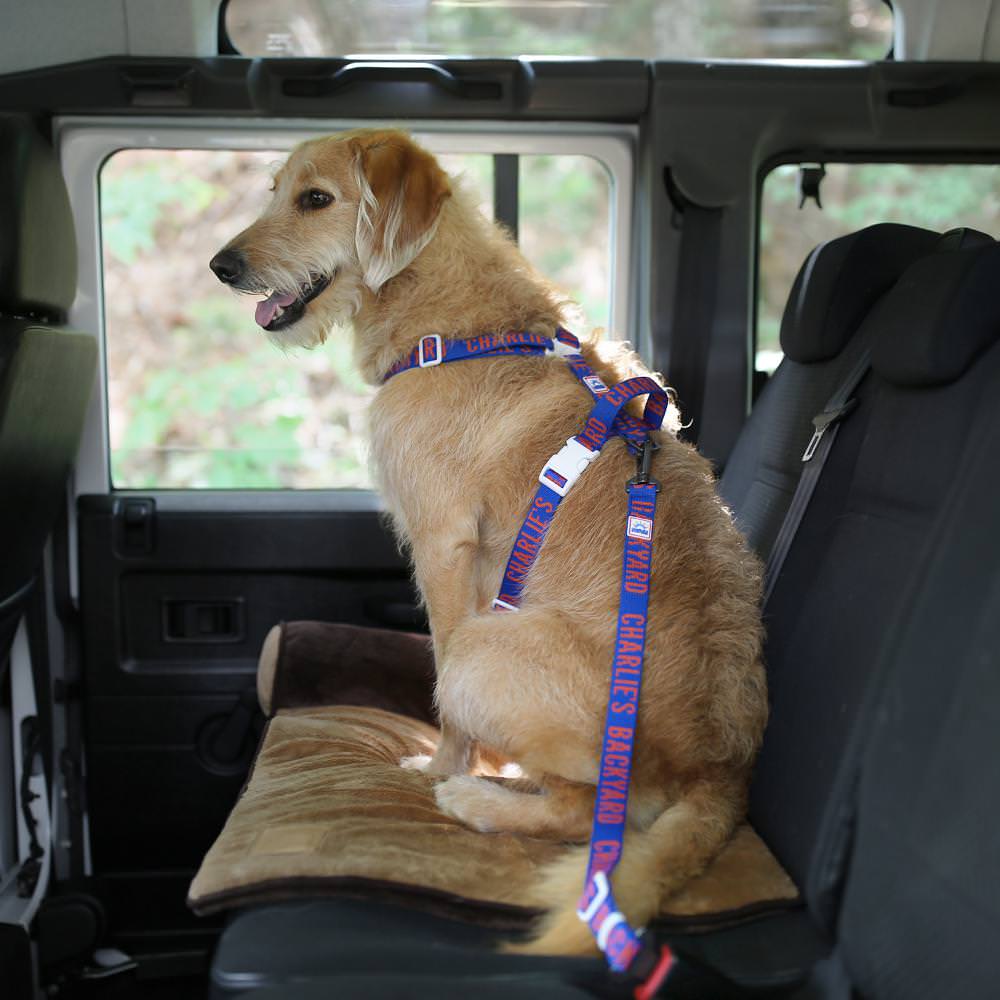 Charlie's Backyard TRIP SEAT BELT / BLUE