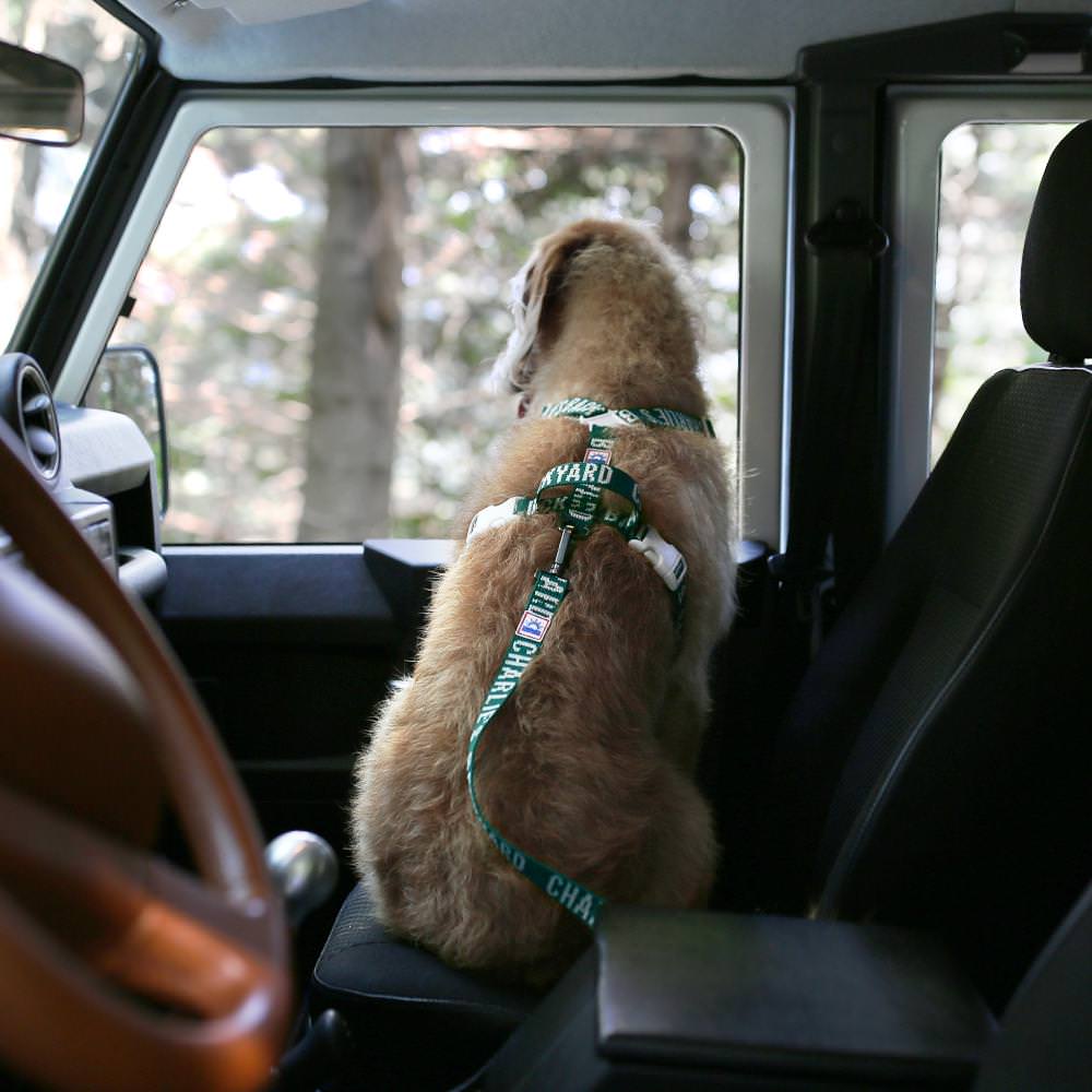 Charlie's Backyard TRIP SEAT BELT / GREEN