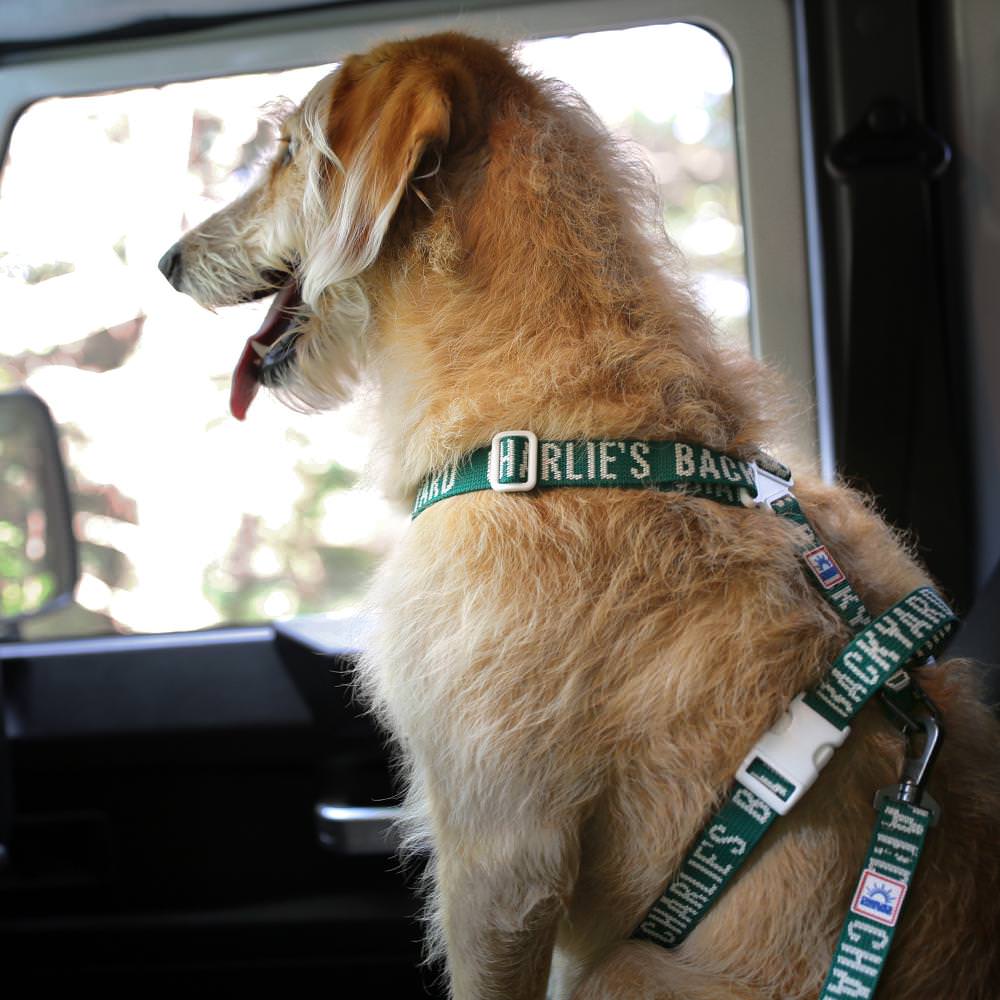 Charlie's Backyard TRIP SEAT BELT / GREEN