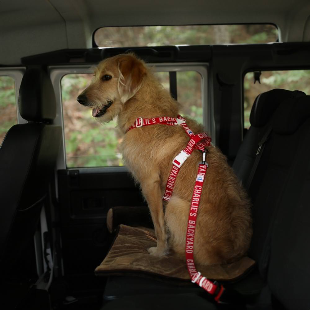 Charlie's Backyard TRIP SEAT BELT / RED