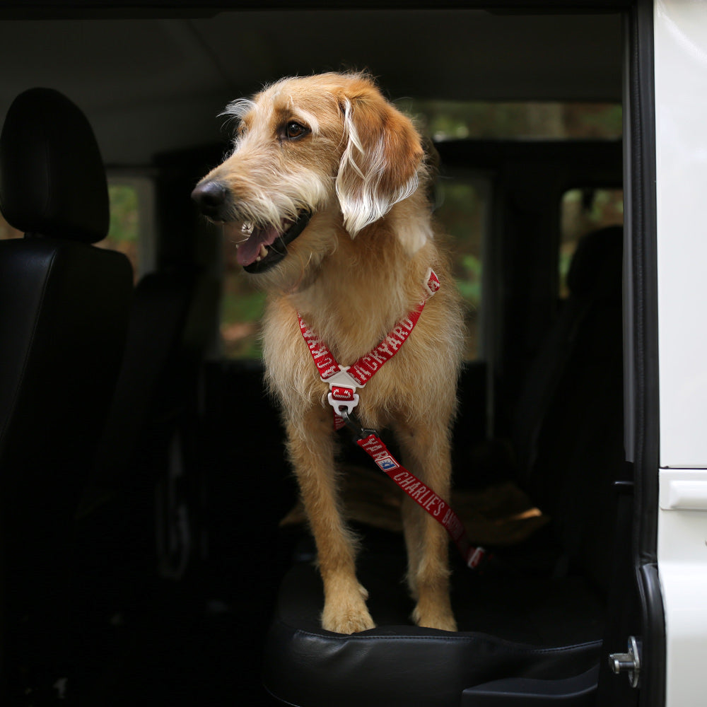 Charlie's Backyard TRIP SEAT BELT / RED