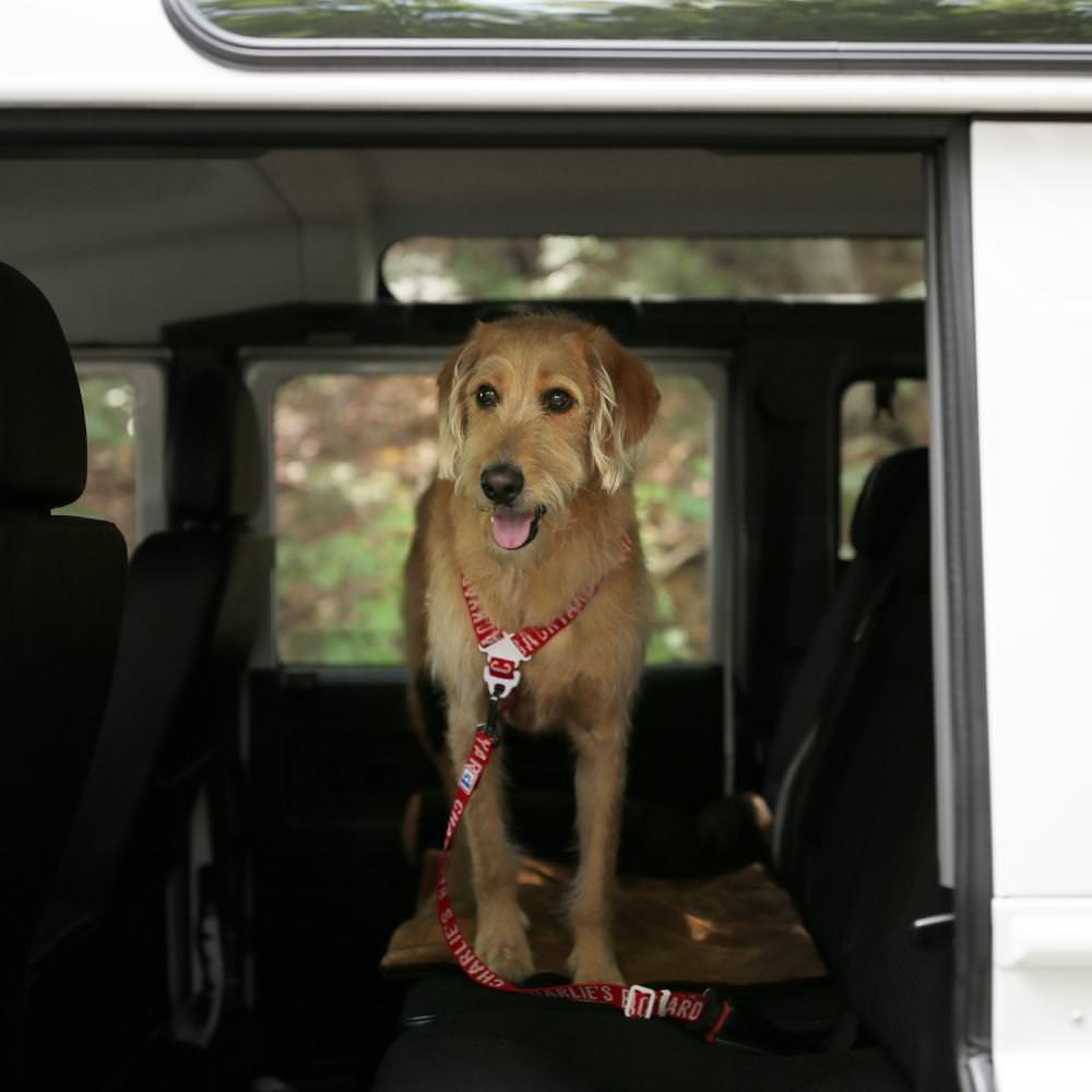 Charlie's Backyard TRIP SEAT BELT / RED