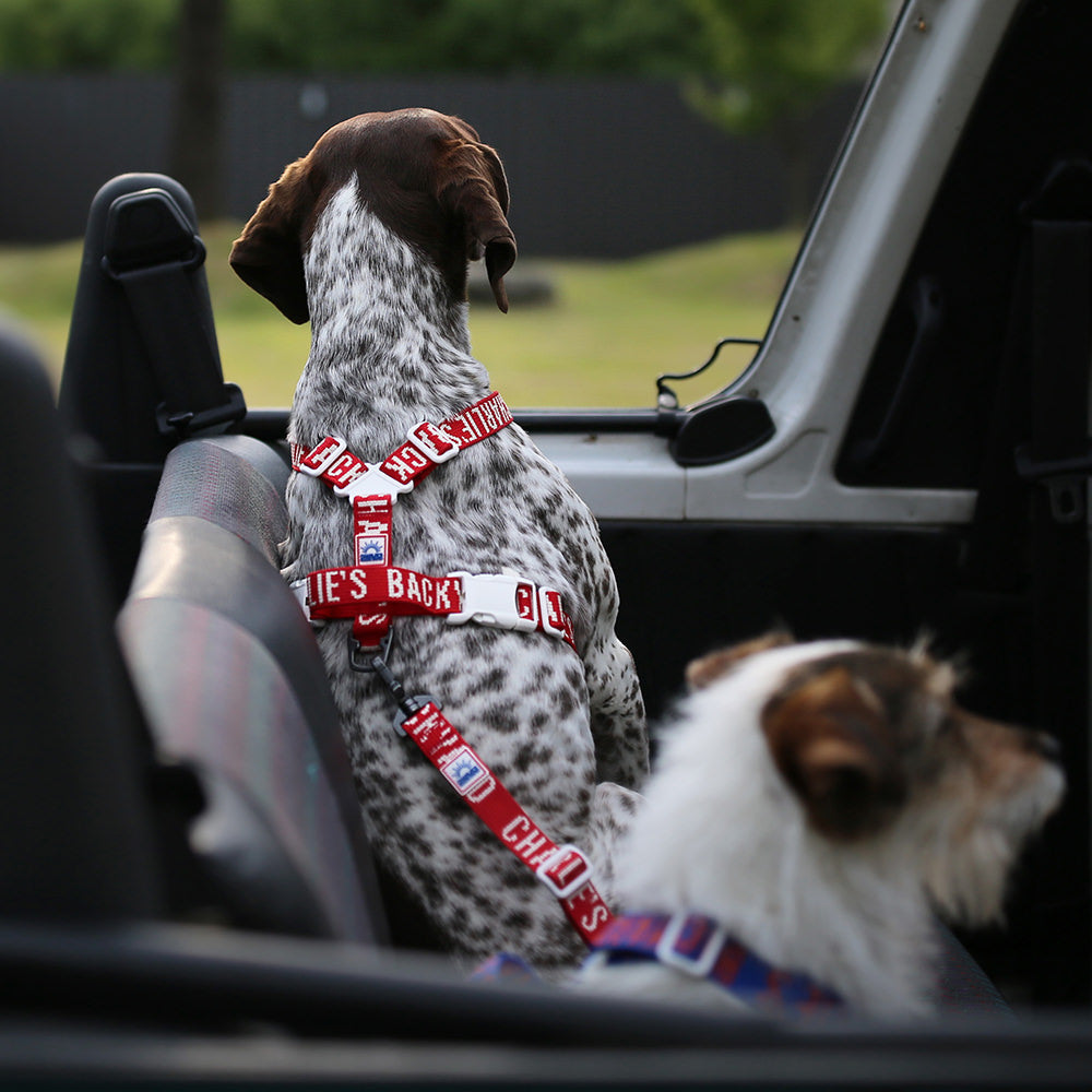 Charlie's Backyard TRIP SEAT BELT / RED